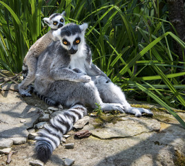 mother ring tail lemur with baby on its back