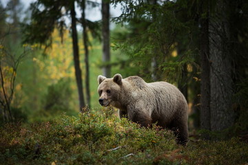 Ursus arctos. The brown bear is the largest predator in Europe. He lives in Europe, Asia and North...