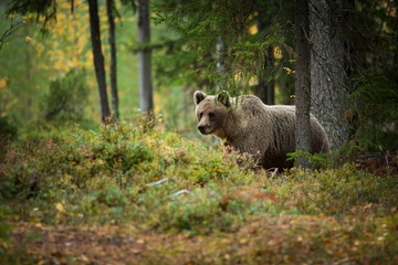 Obraz premium Ursus arctos. The brown bear is the largest predator in Europe. He lives in Europe, Asia and North America. Wildlife of Finland. Photographed in Finland-Karelia. Beautiful picture. From the life of th