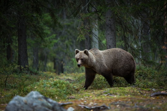 Ursus arctos. The brown bear is the largest predator in Europe. He lives in Europe, Asia and North America. Wildlife of Finland. Photographed in Finland-Karelia. Beautiful picture. From the life of th