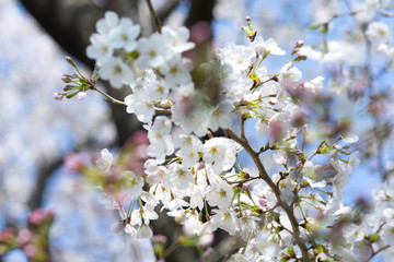 花イメージ