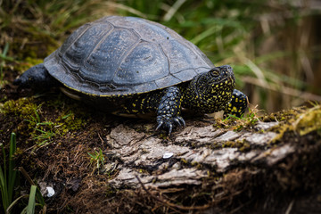 European pond turtle on a log