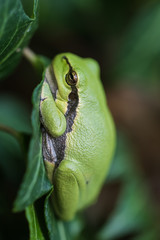 Treefrog on poison ivy