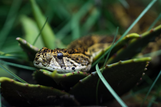 Close up of a puff adder in a plant