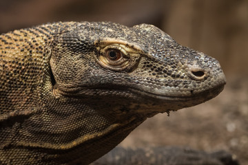 Portrait of a Komodo dragon