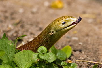 Scheltopusik flicking its tongue