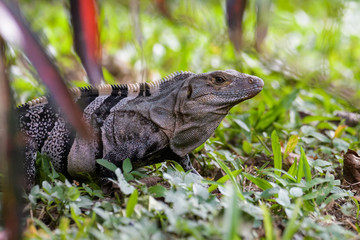 Spiny tailed iguana sitting in grass