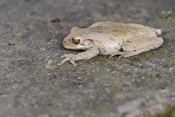 Tree frog