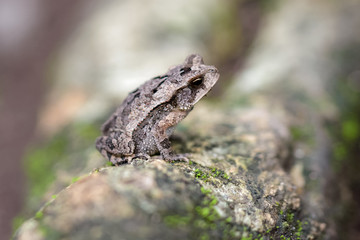 Toad sitting on a log