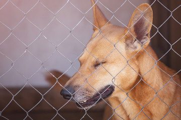 Sad dog in iron cage in shelter