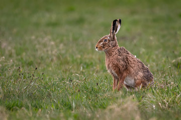 European hare in a field