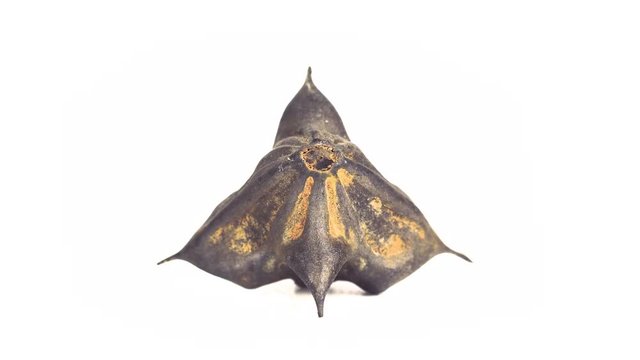 Water caltrop seed