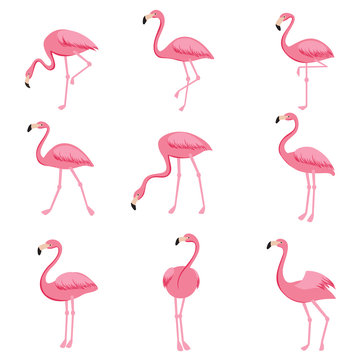 Cartoon pink flamingo vector set. Cute flamingos collection
