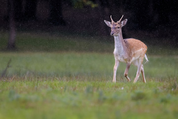 Fallow deer in a forest