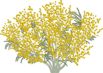 Fototapeta premium isolated lush yellow mimosa illustration
