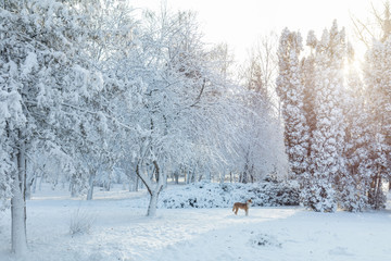 First snow in the city park with trees under fresh snow at sunrise. Sunny day in the winter city park.
