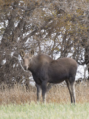 A young moose in a North Dakoa field