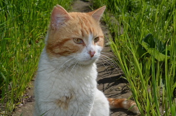 Naklejka na ściany i meble Red cat in the green grass.