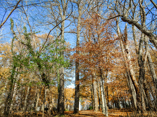 fall leaves in the forest