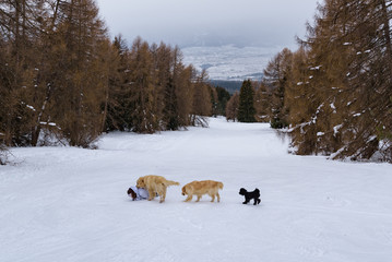 Three dogs (two golden retrievers and a small black dog) help a girl fall in the snow. 
The dogs are in single file in mountains