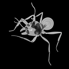 ant in wire carcass