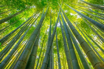 Papier Peint photo Bambou Fond de bambou vert. De bas en haut, vue sur le bosquet du jardin de bambous. Temple Take-dera ou temple Hokoku-ji à Kamakura, au Japon. Concept méditatif et bouddhique.