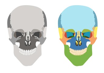 human skull front view. isolated on white background