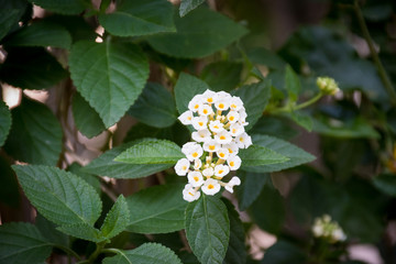 close-up of lantana camara flower bloom in the garden for background