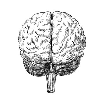 Human brain drawing in the white background, vector illustration