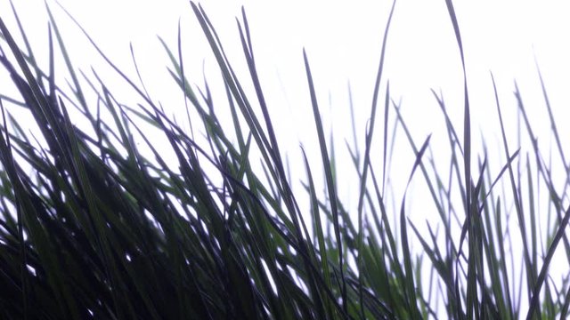 Zeitraffer,Gras wachsen auf weissen Hintergrund