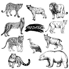 Set of hand drawn sketch style predator animals. Vector illustration isolated on white background.