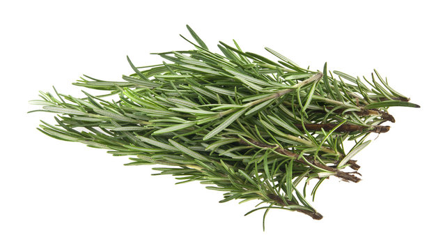 green sprig of rosemary isolated on white background