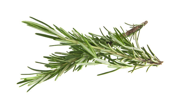 green sprig of rosemary isolated on white background
