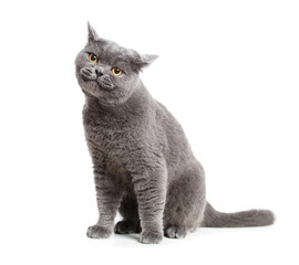 Fototapeta premium smiling British gray cat isolated on white.