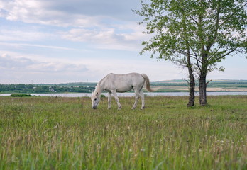 Naklejka na ściany i meble A white horse grazes on the shore of the lake.