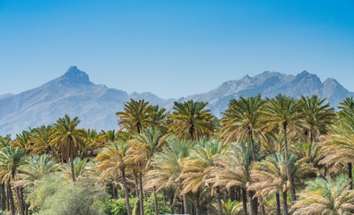 Fototapeta na wymiar Oasis, on the road to Nizwa, Oman