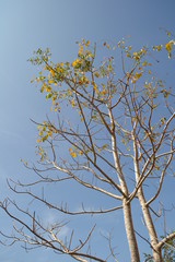white branch