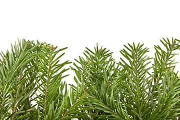 branch of a Christmas tree isolated on white background