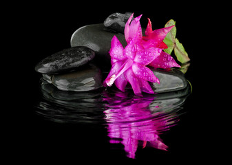 flower color pink stones on a black background