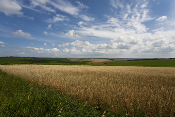 field on a blue cloudy sky background