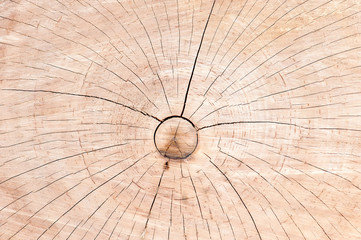 Wooden cut texture, wooden background - 187467528