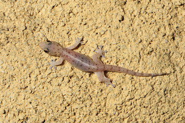 Asiatischer Hausgecko (Hemidactylus frenatus) - Common house gecko / Sri Lanka 