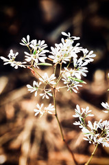 Morning landscape sunrise in the meadow, on the grass flower and flowers of the drops of dew. The idea of the background of Mother's day, 8 March and World environment day. Soft focus.