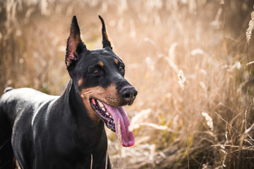 Portrait of beautiful Doberman pinscher dog outdoor,selective focus