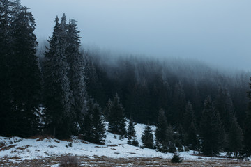 Winter Hasmas Mountains Eastern Carpathians, Romania. Foggy day and beautiful trees