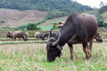 The Buffalo is eating grass in the rice paddy farm.