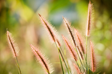 Morning landscape sunrise in the meadow, on the grass flower and flowers of the drops of dew. The idea of the background of Mother's day, 8 March and World environment day. Soft focus.