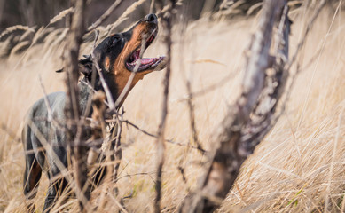 Big Female of Doberman pinscher posing outdoor,selective focus