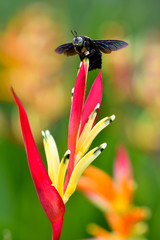 Carpenter Bee on colourful flower