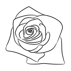 rose bud flower from the contour black lines on white of vector illustration